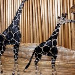 Wooden Brown & Black Africa Animals Framed 3D Framed Picture - Image 5