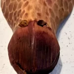 African Caramel Brown Wooden Hand Carved Giraffe Home Decor - Image 2