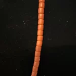 Traditional Women African Nigerian Artificial Orange Bead Short Necklace - Image 3